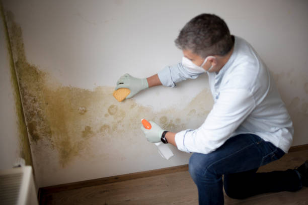 Best Dehumidification Services  in Mosheim, TN