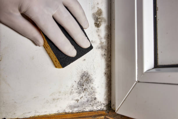 Trusted Mosheim, TN Mold Removal Experts